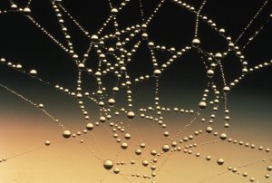 Photo of connected droplets