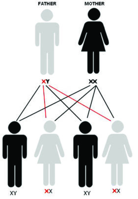 Diagram of haemophilia inheritance (from father)